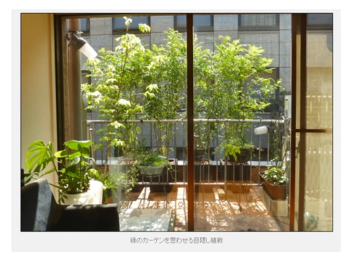 お庭と植木の専門店　新美園　緑のカーテンを思わせる目隠し植栽